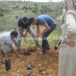 beit-jala-palning-trees