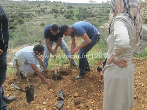 بيت جالا: زراعة اشجار في أرض مهددة بالمصادرة