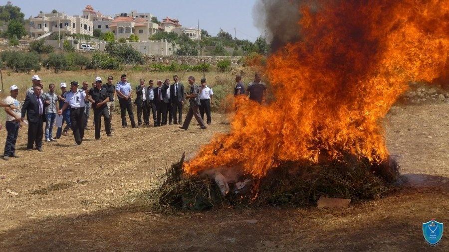 الشرطة والنيابة العامة يتلفان 3 أطنان من الماريجوانا المخدرة في الخليل