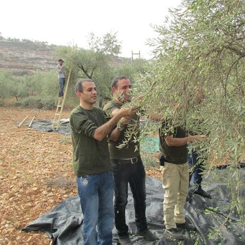 نابلس: الارتباط العسكري يشارك أهالي دير الحطب في قطف الزيتون