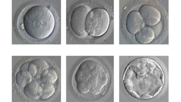 علماء بريطانيون يعدلون الحمض النووي لأجنة بشرية